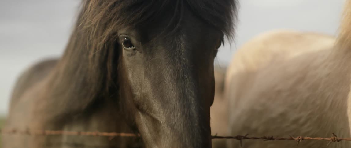 Horse stands with its head over a barbed wire fence