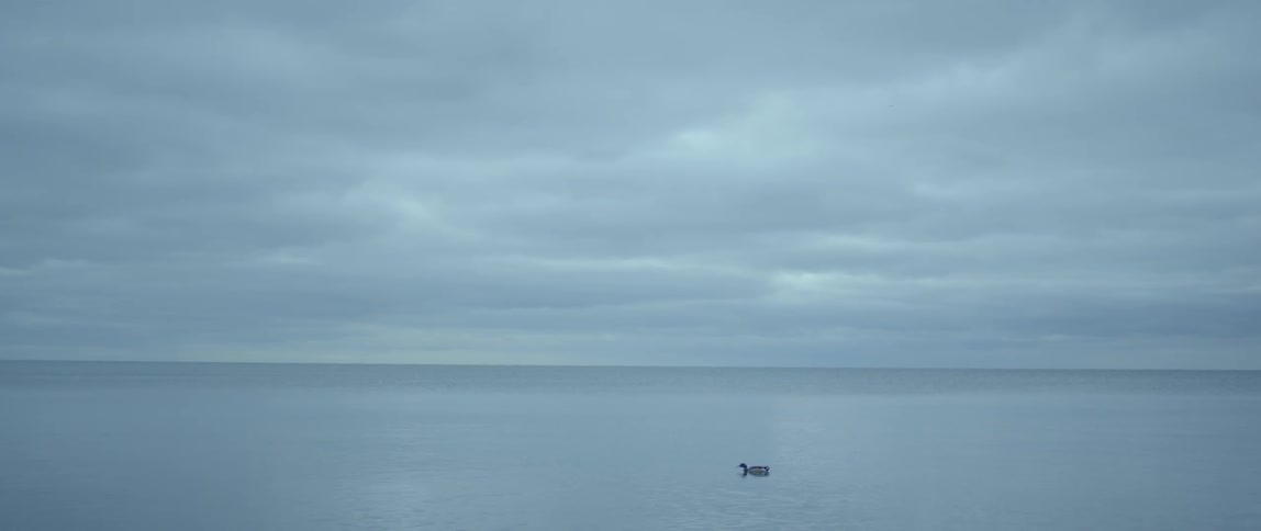 Birds fly over the ocean while a bird swims along