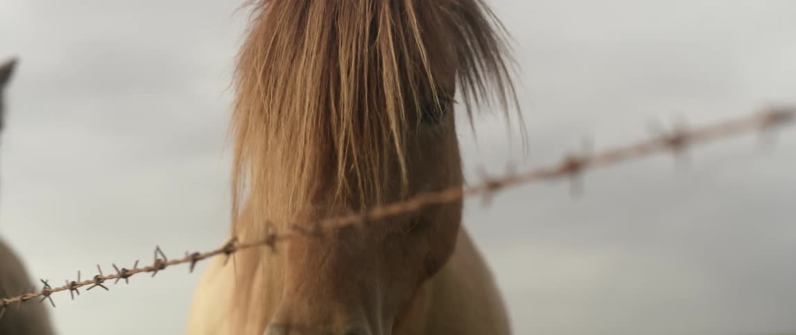 Horse stands near the barbed wire fence