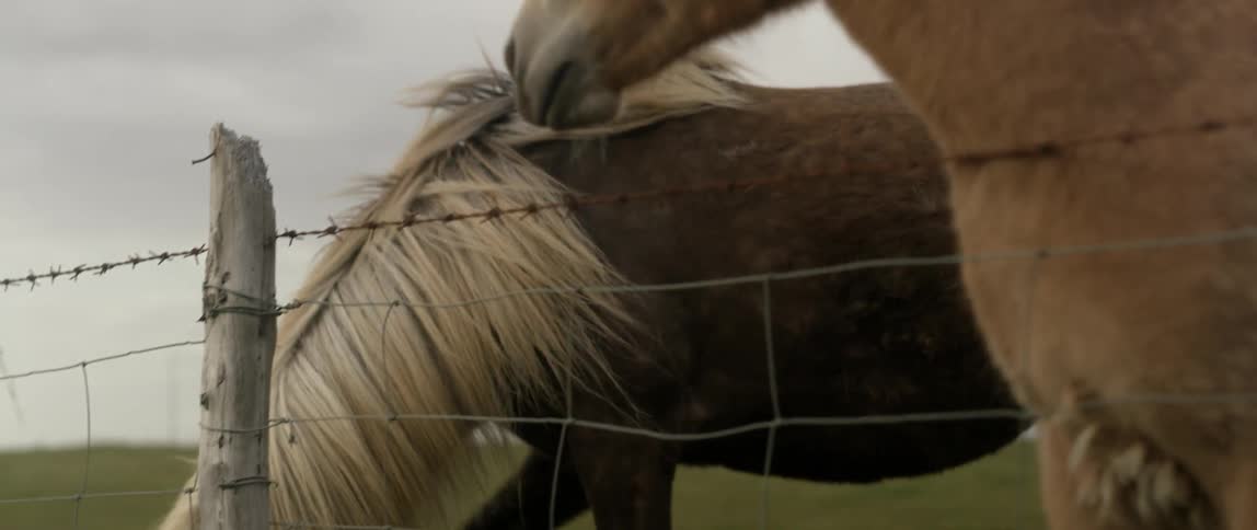 Horses stand behind a barbed wire fence