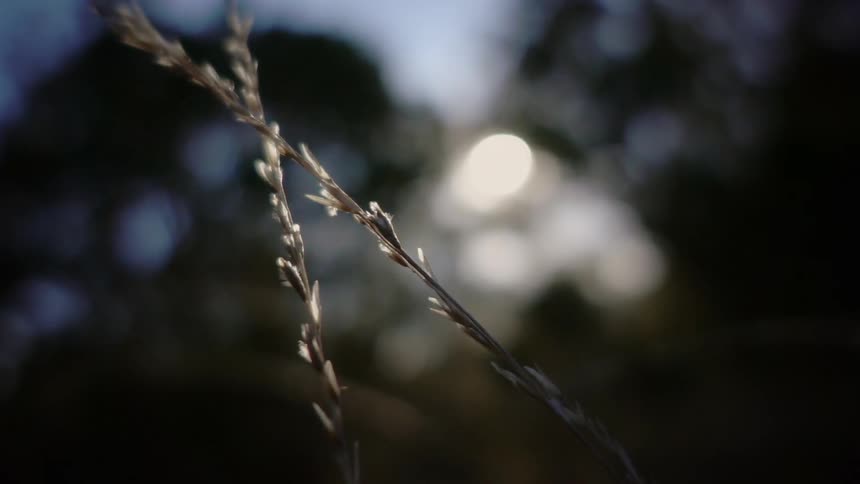 Plants stalks cross and sway in the wind on a sunny day