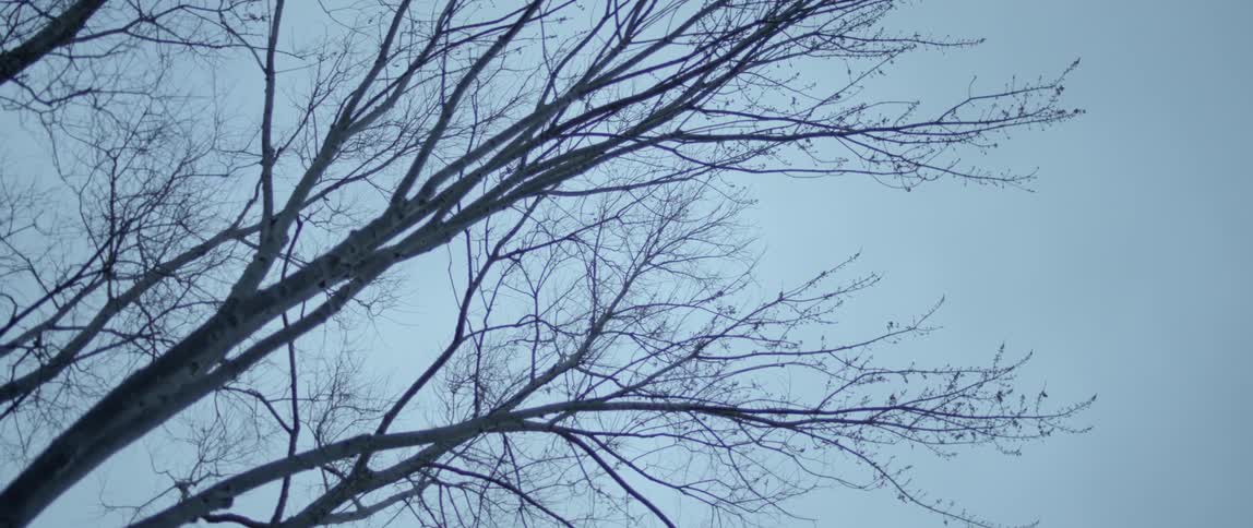 Bare tree branches hang from a tree