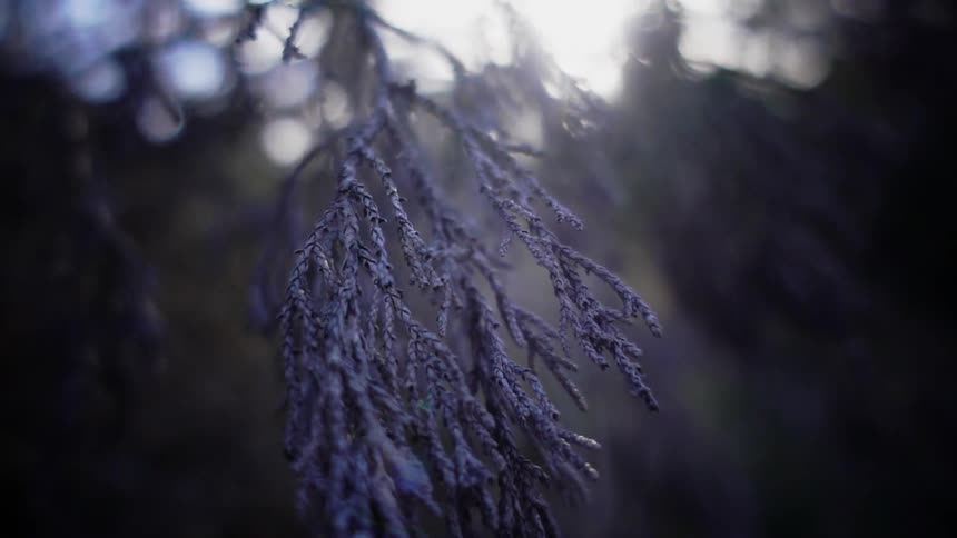 A purple branch hangs off a tree