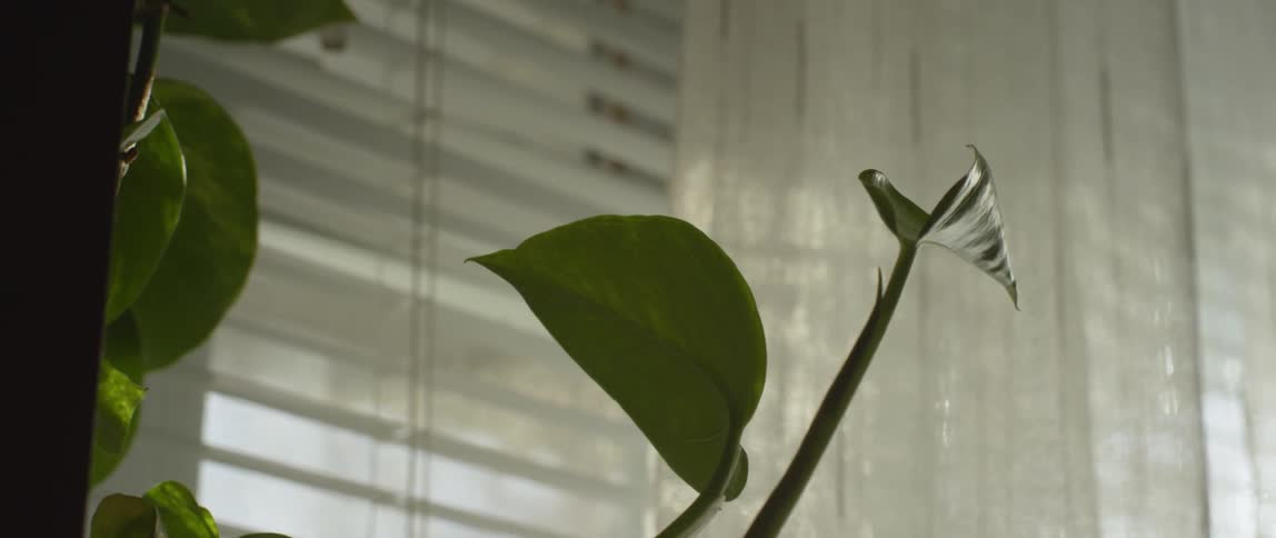 Leaves on plant sitting by the window in house