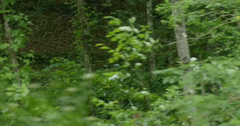 A motorcyclist rides in a forest