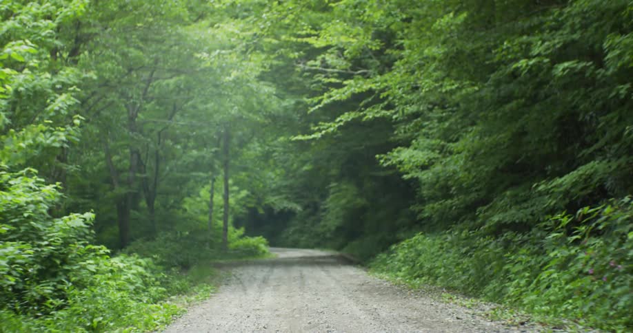 Trees line a forest road