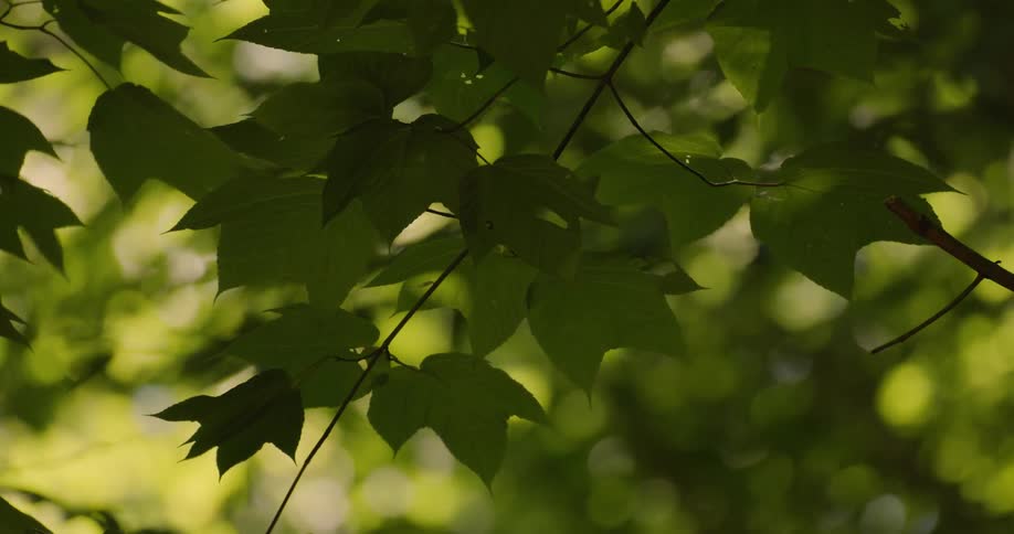 Leaves and branches sway in the breeze