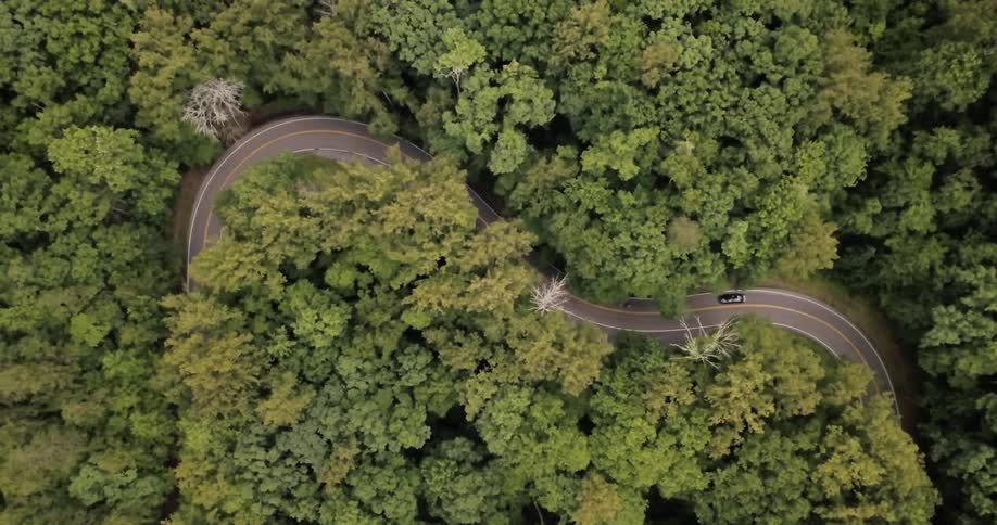 Cars travel on a road which curves around trees