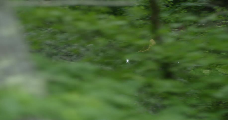 A motorcycle is driven fast through the woods
