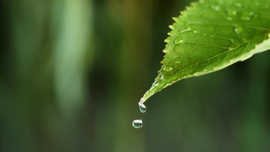 Rain water drips out of and off a leaf