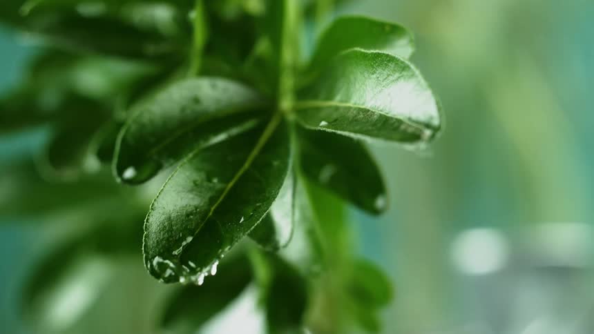 Water drips off green plant leaves