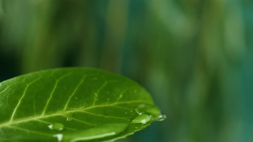 Water drops are falling onto a green leaf in nature