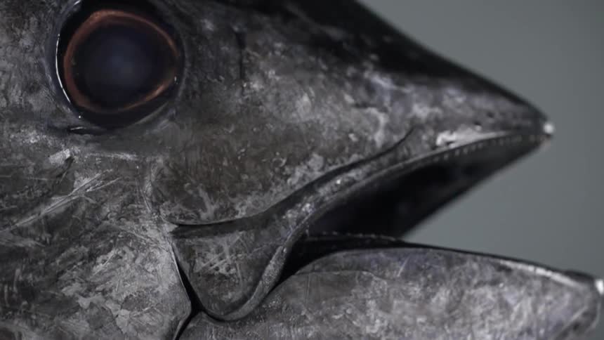 The eye and head of a dead fish
