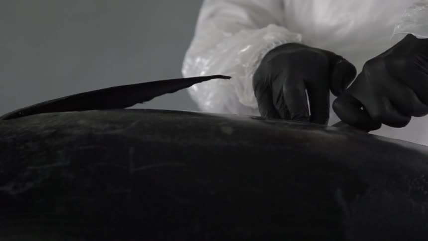 A man cuts through a fish with a knife