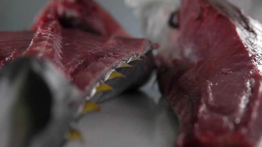 Tuna Fish