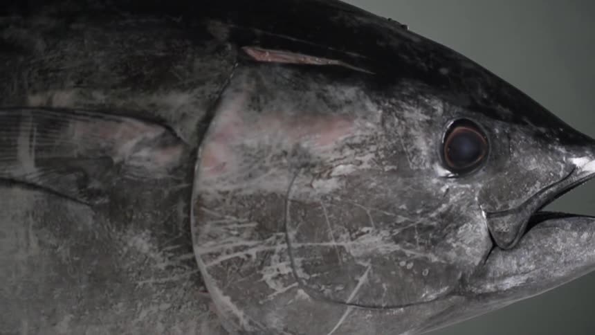 Head of dead fish