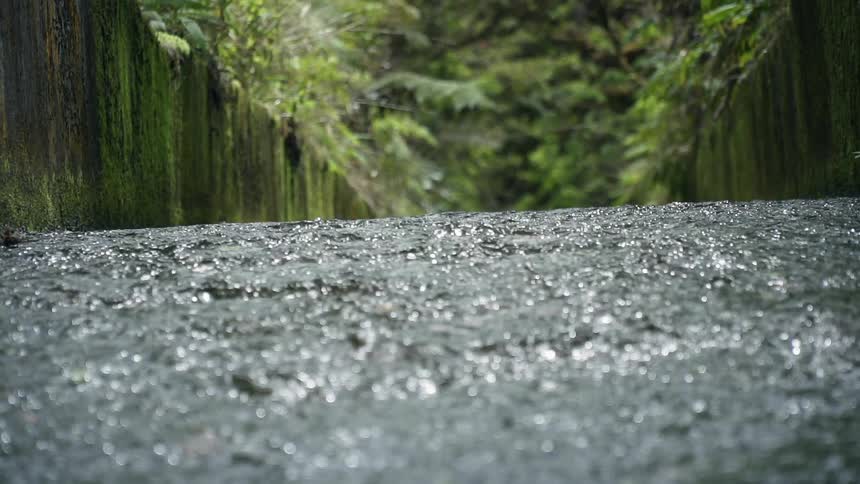 Rain falls on the ground near the trees