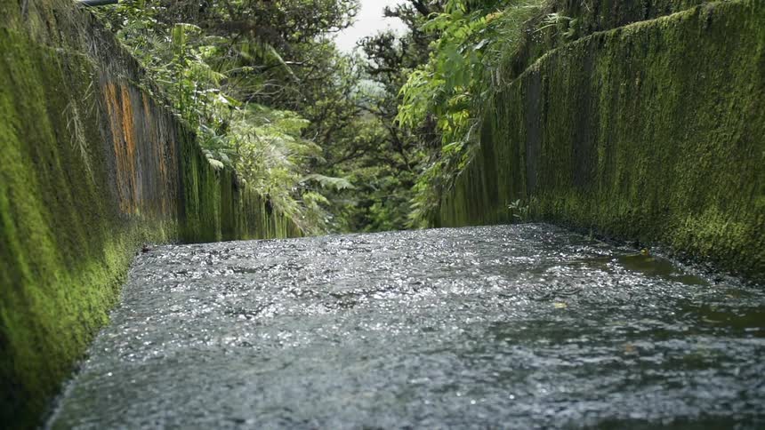 Rain falls gently near the trees