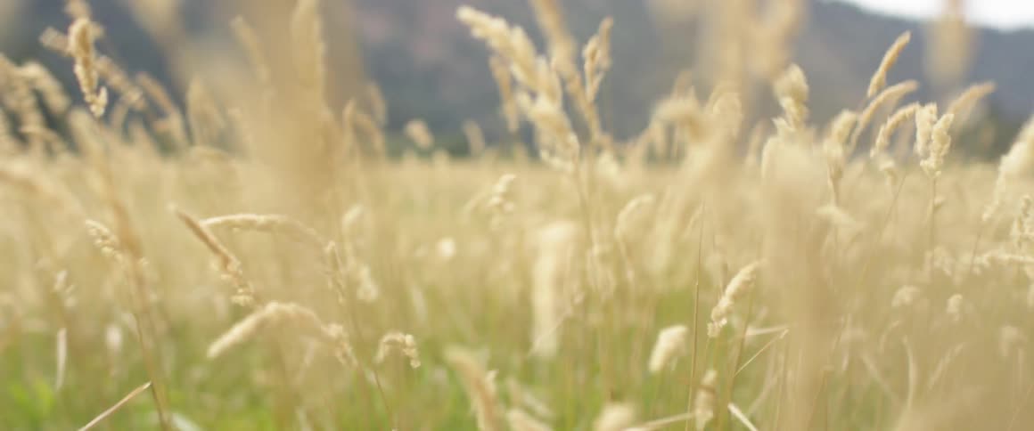 Wheat grasses are swaying in the wind during the day