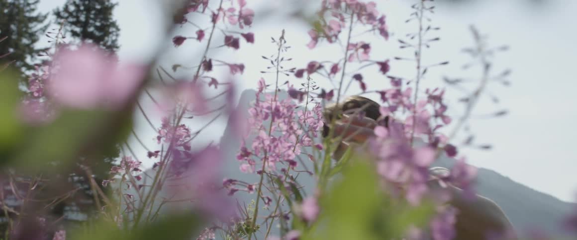 Man is touching pink flowers in the mountain wilderness