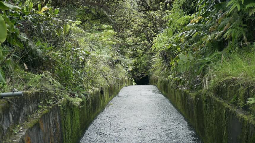 Rain falls on the path in the forest