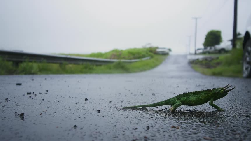 A lizard slowly walks over the wet trail