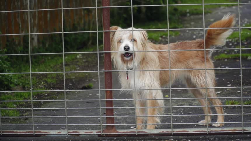A dog looks through a fence