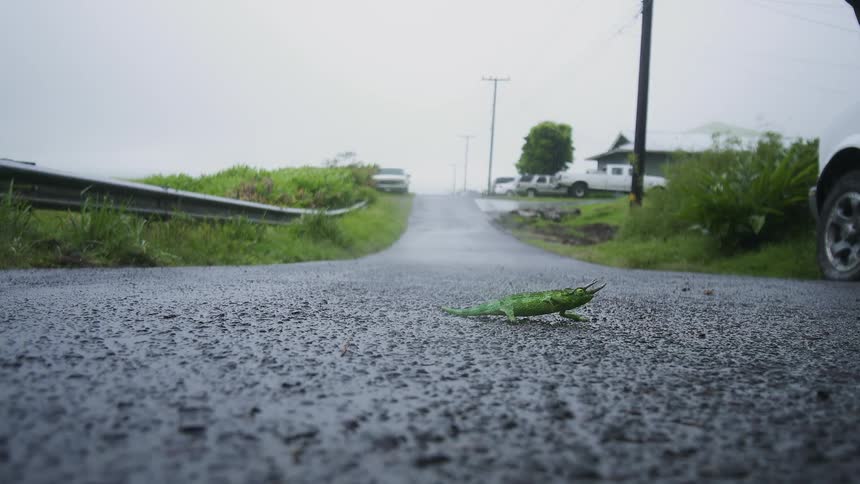 A gecko is crossing a road on a cloudy day
