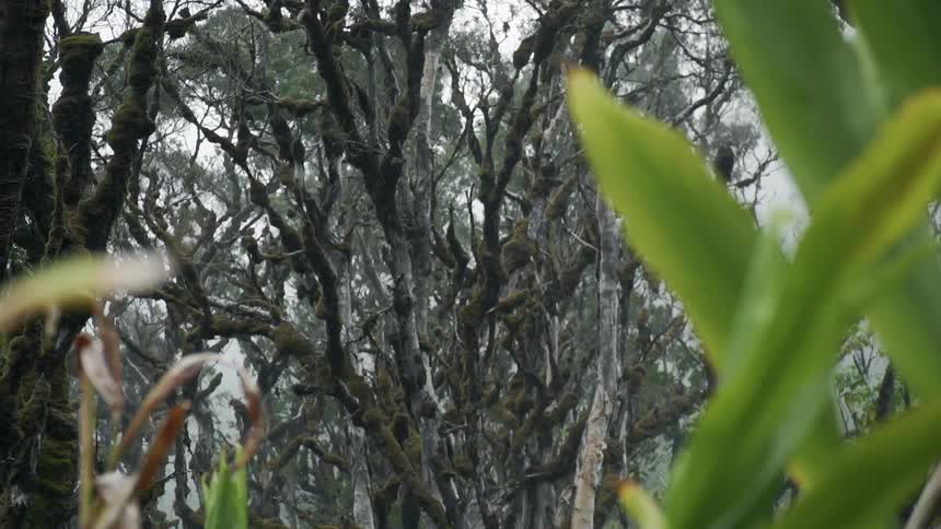 Gnarled tree branches and green vegetation