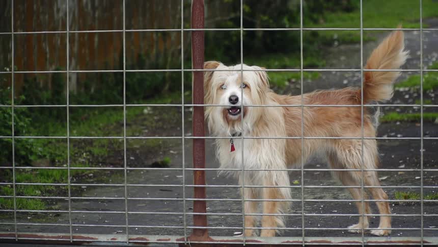 A dog stands behind a fence