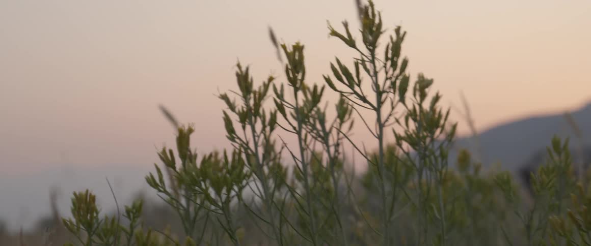 The wind blows the bushes at dawn