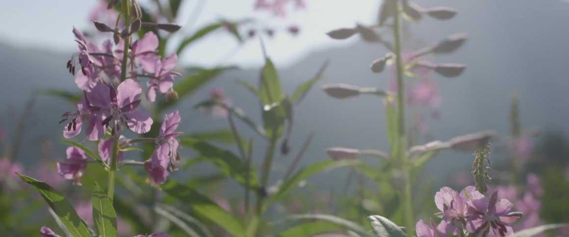 The purple flowers blow in the wind