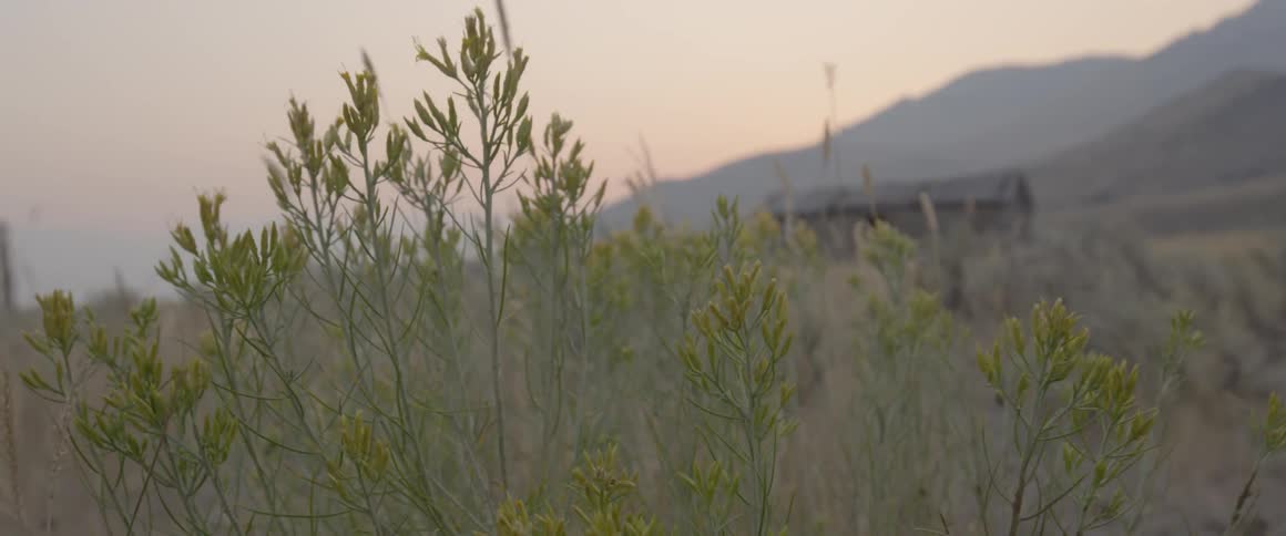Weeds are rustling in wind in field after sunset
