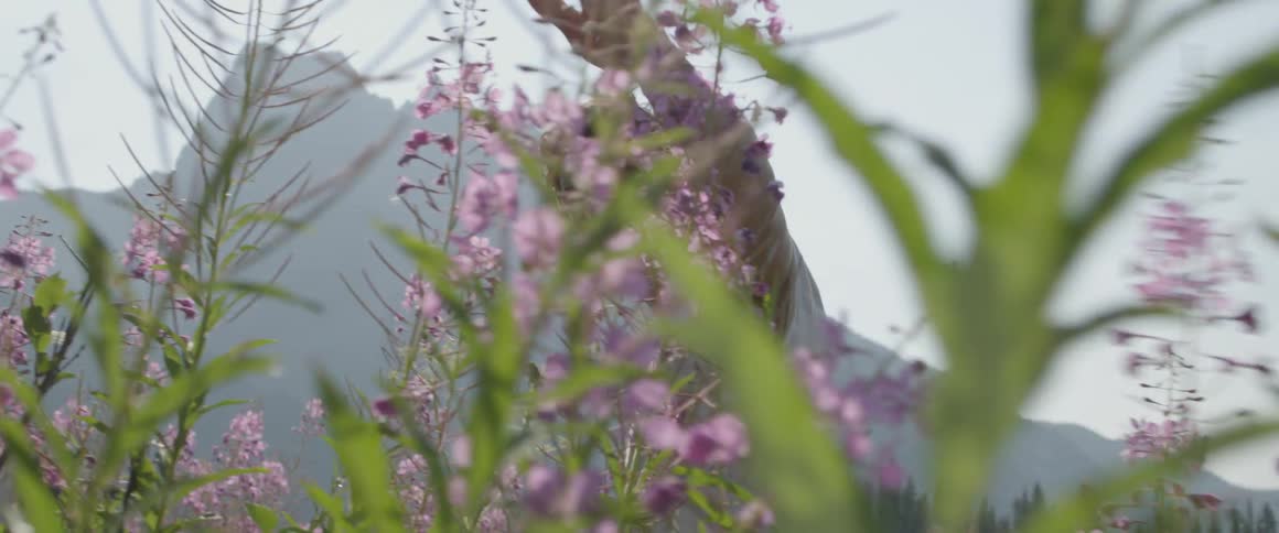 A man walks through a field of tall flowers