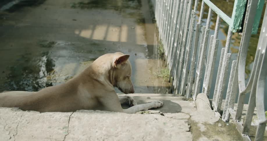 Dog lays on the ground near the fence