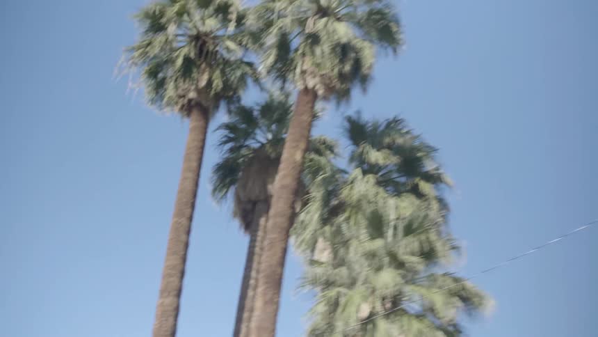 Palm trees tower above the power lines