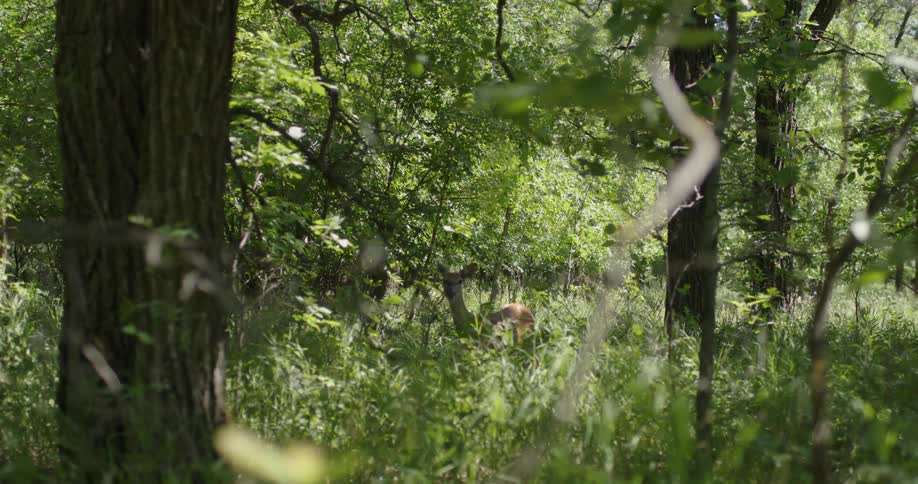 A small deer is in the windy woods