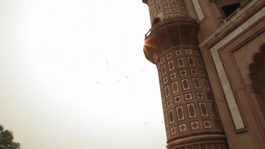 Birds fly around the building