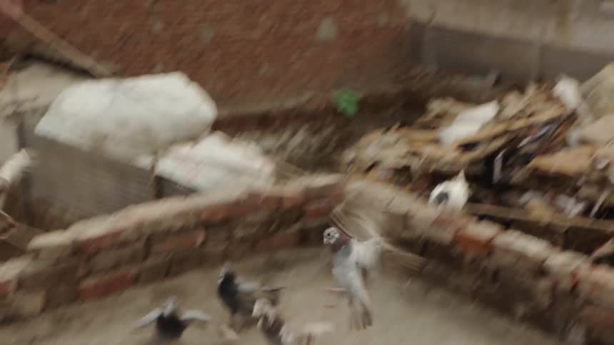 Flock of pigeons land on a rooftop