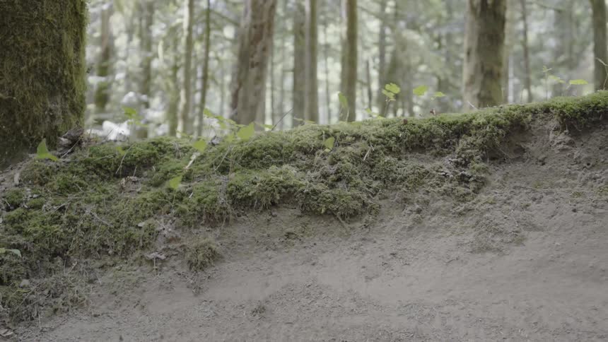 A bicycle rides on a forest trail