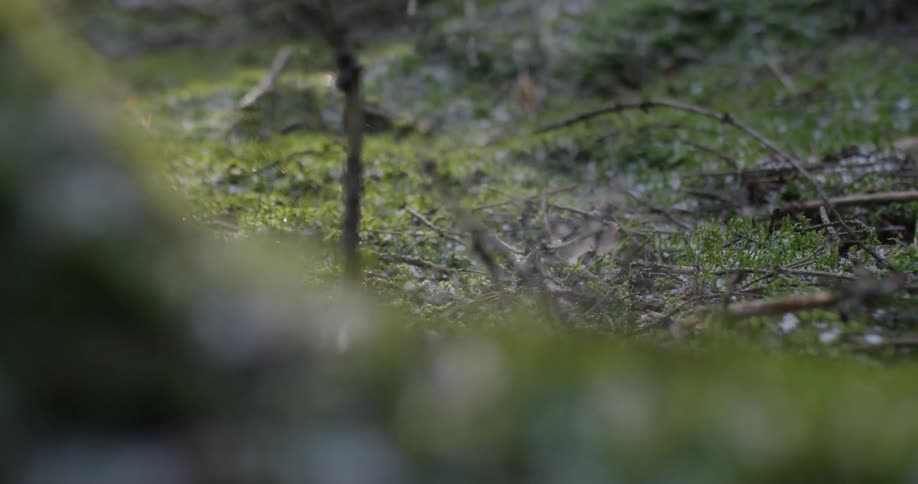 Person wearing running shoes steps on the twigs on the ground