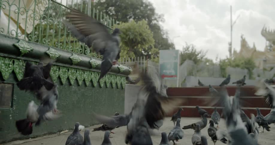 Flock of pigeons running and flying in the city square