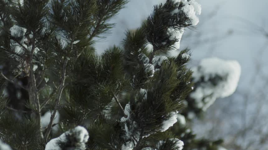 Tree branches sway in the breeze