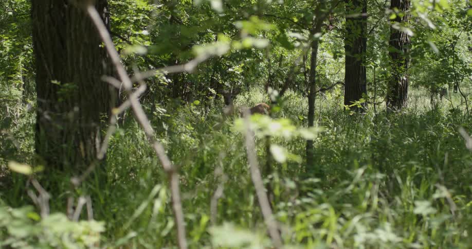 A doe grazes in the woods