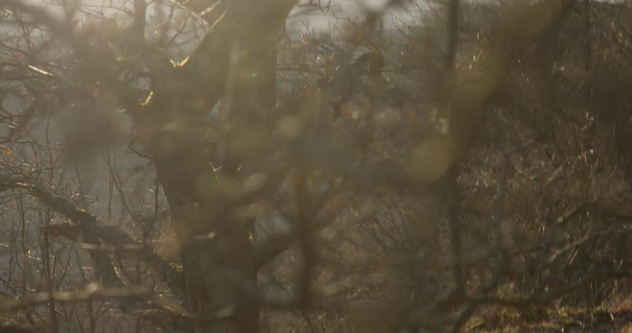 Sun shines through tree branches