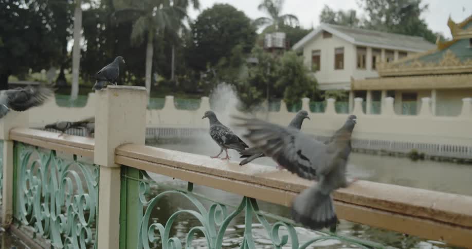 Pigeons fly and land on a railing