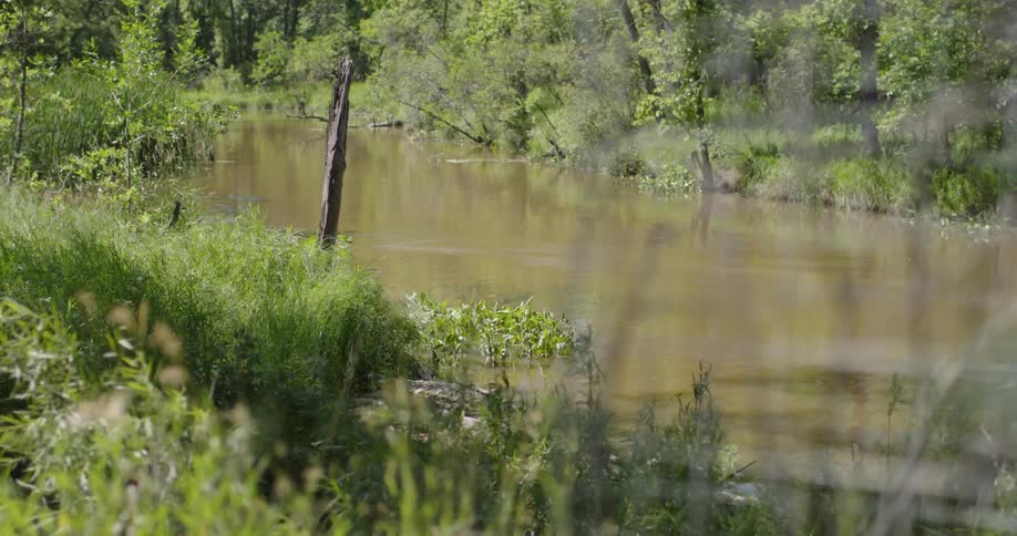 Wind blows through plants on a riverbank