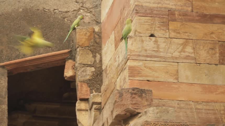 Birds fly around and land on a stone building
