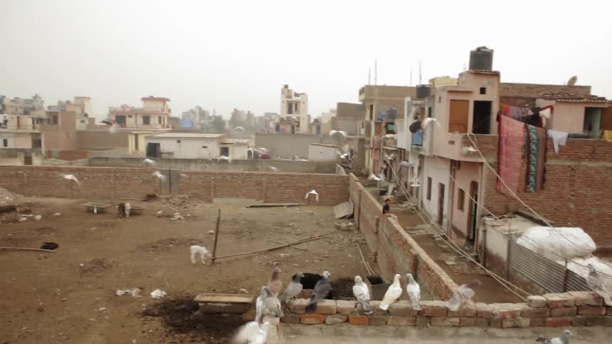 Birds fly off from the rooftop