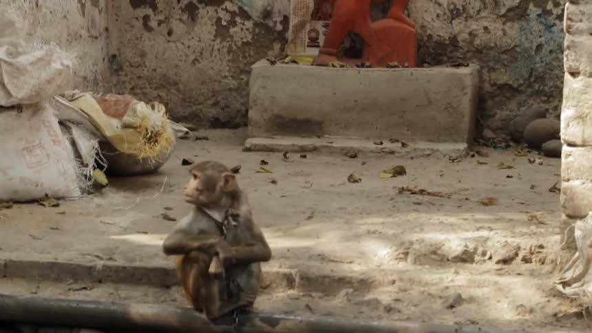 Small monkey sits in a zoo exhibit